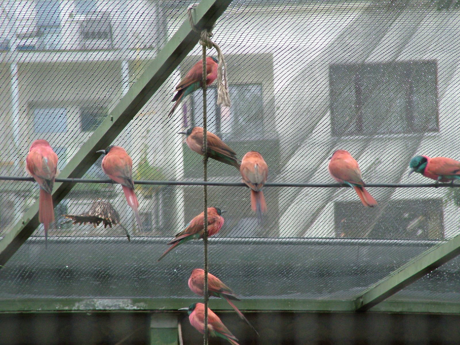 Northern Carmine Bee-Eaters at Cologne, 07/09/10