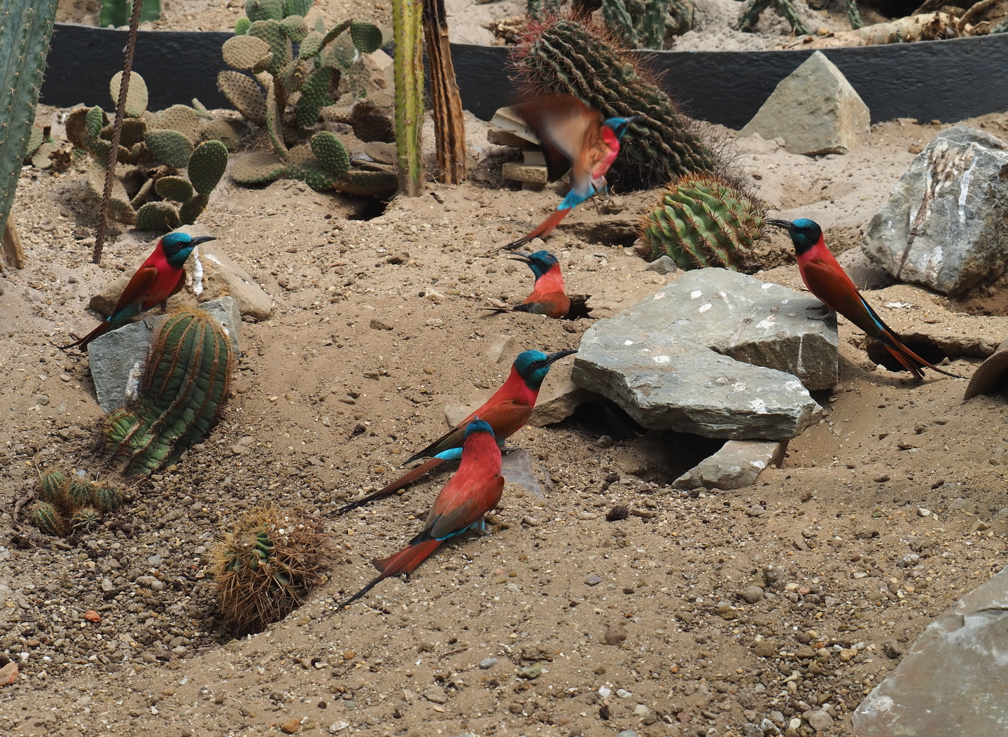 Northern carmine bee-eaters (Merops nubicus) in the desert area of the tropical hall, 2021-06-15