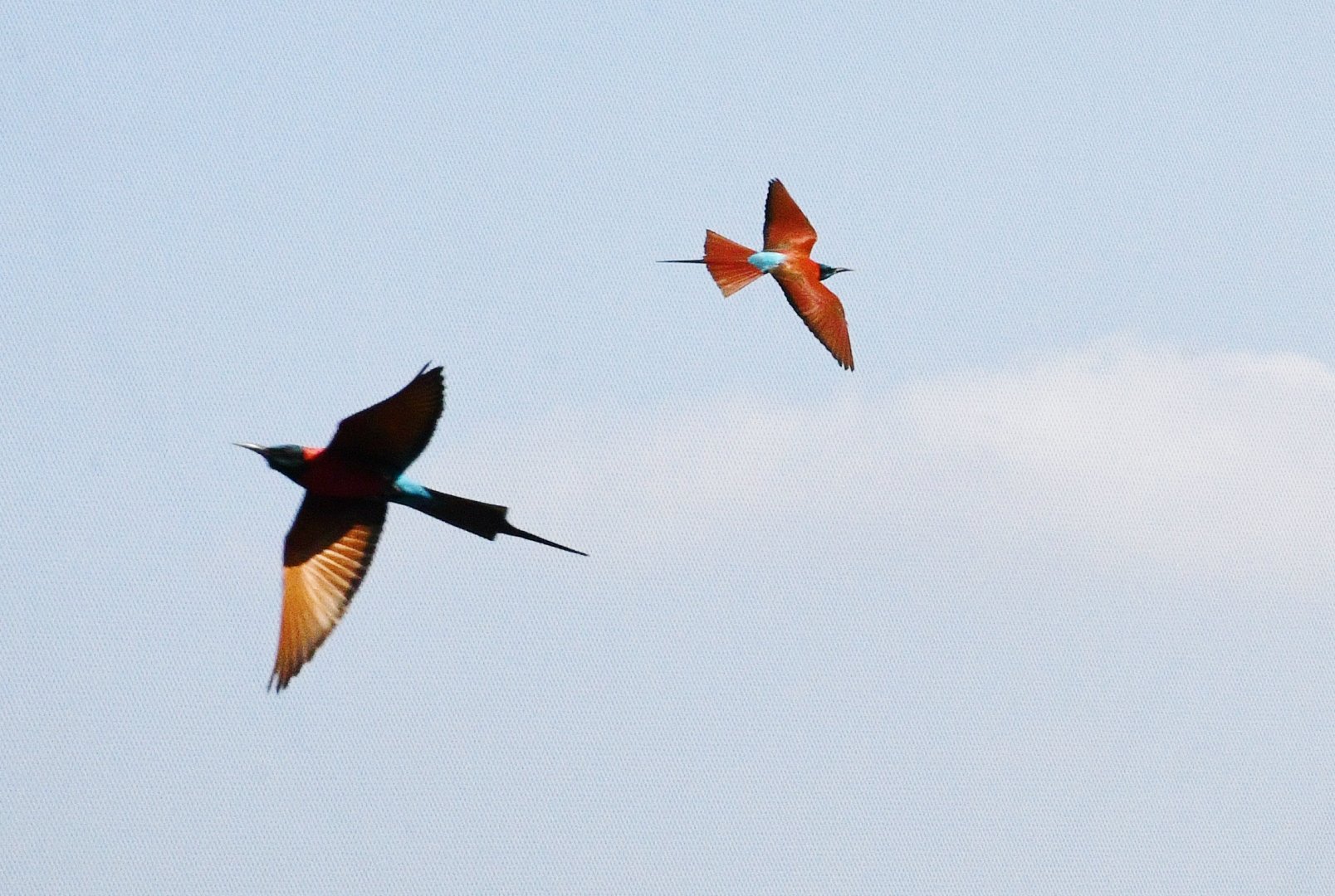 Northern Carmine Bee-eaters (Merops nubicus)