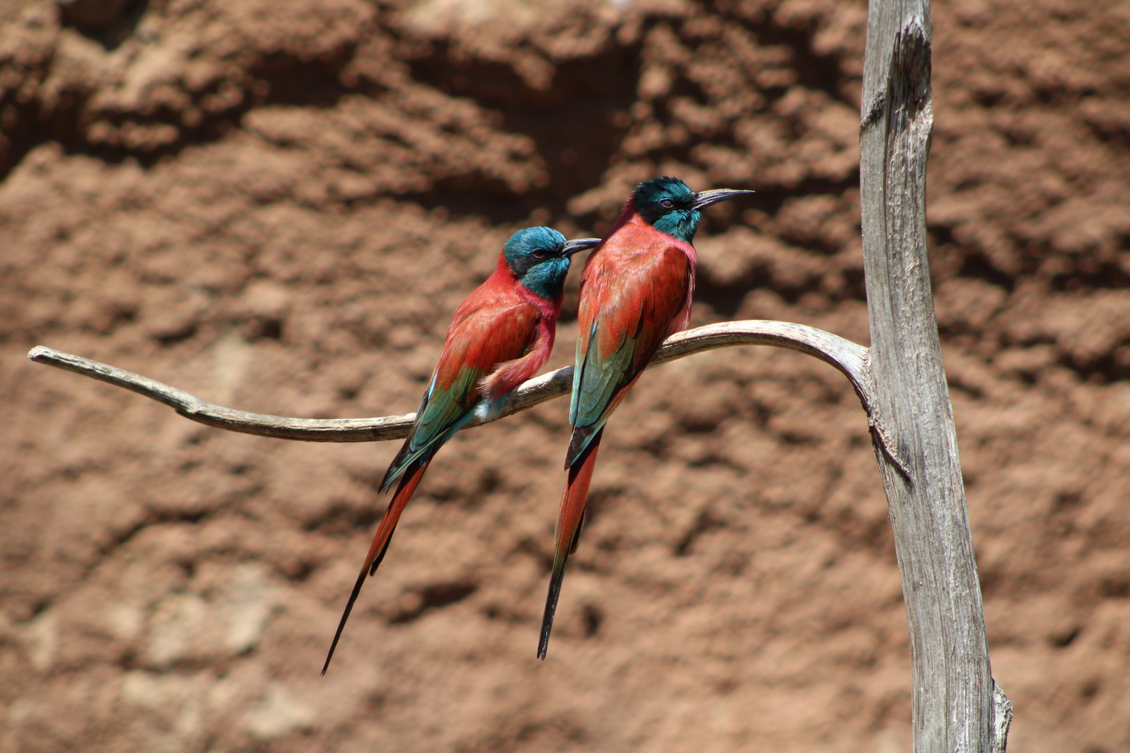 Northern Carmine Bee-Eaters (Merops nubicus)