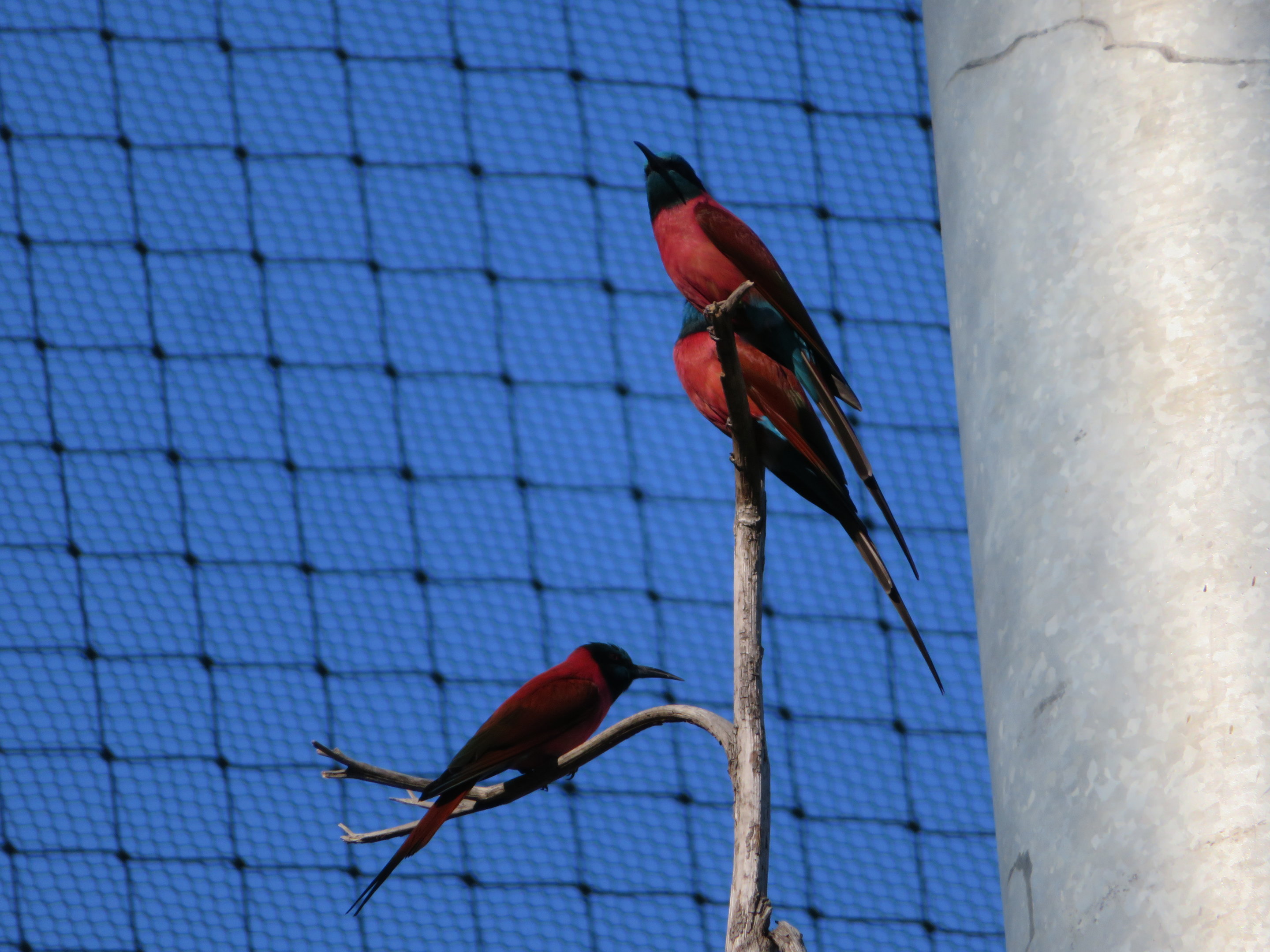 Northern Carmine Bee-eaters