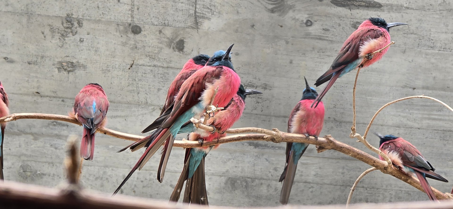 Northern Carmine bee-eaters