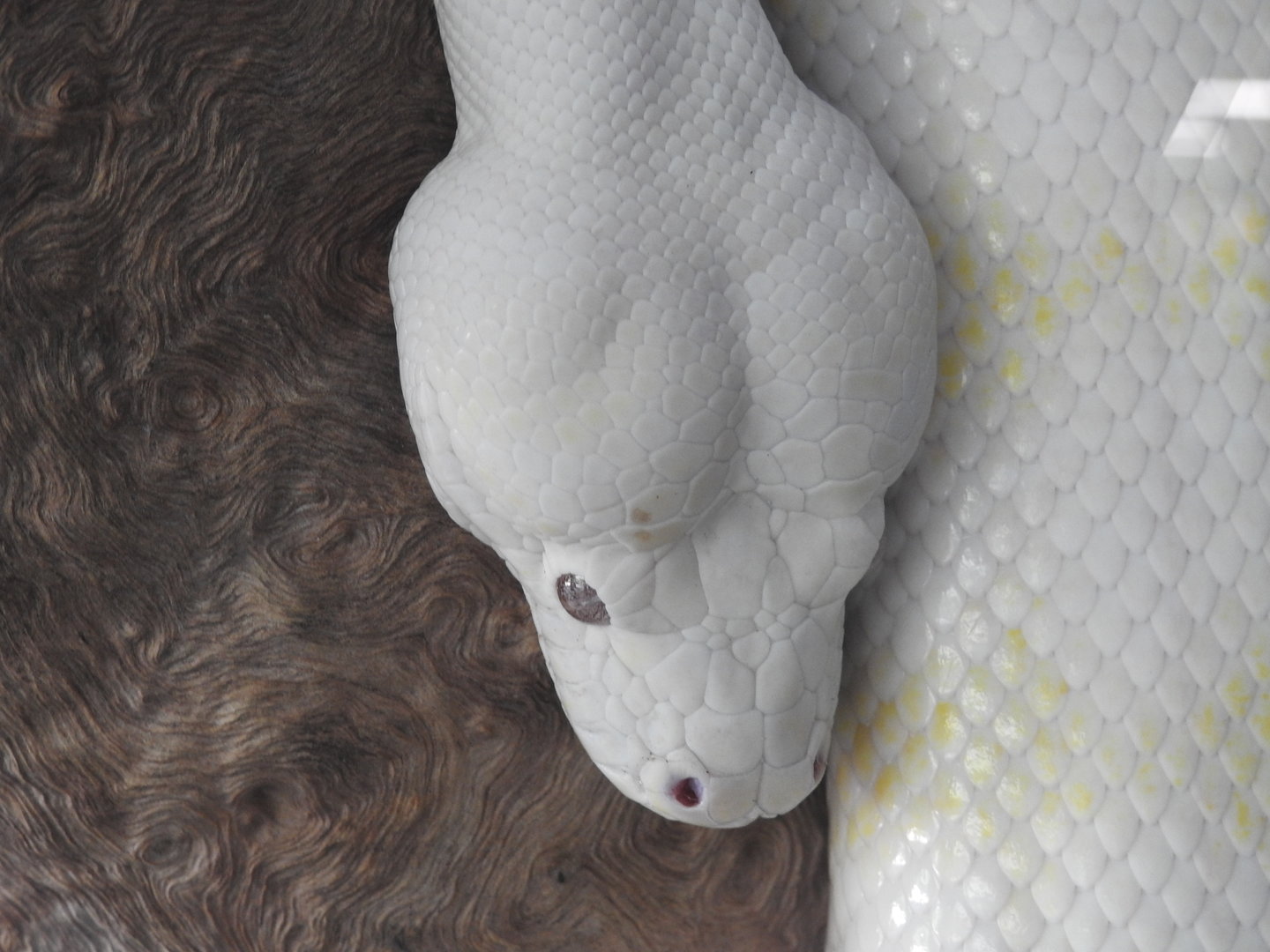 Northern Carpet-Python (albino)