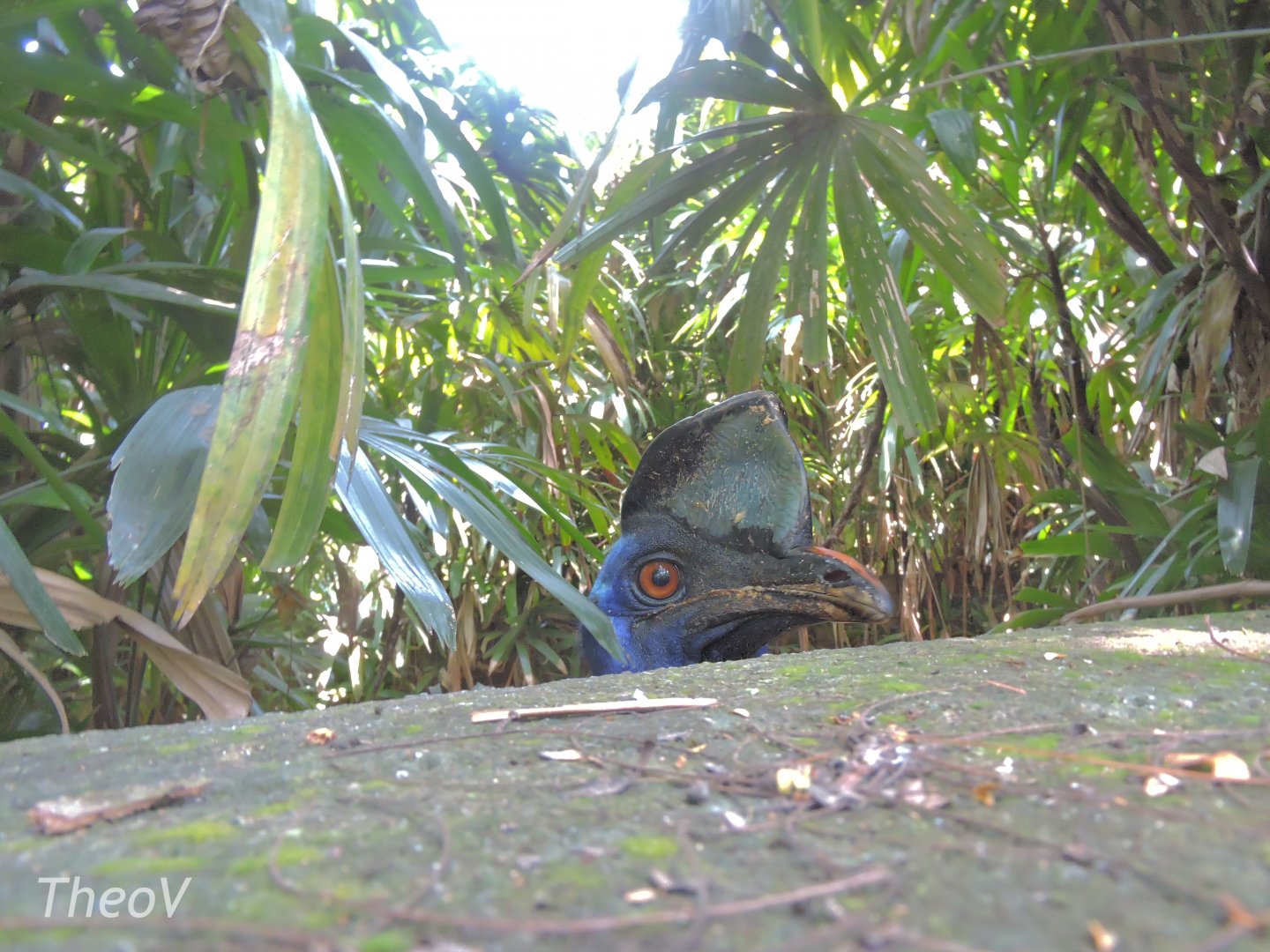 Northern cassowary [2016]