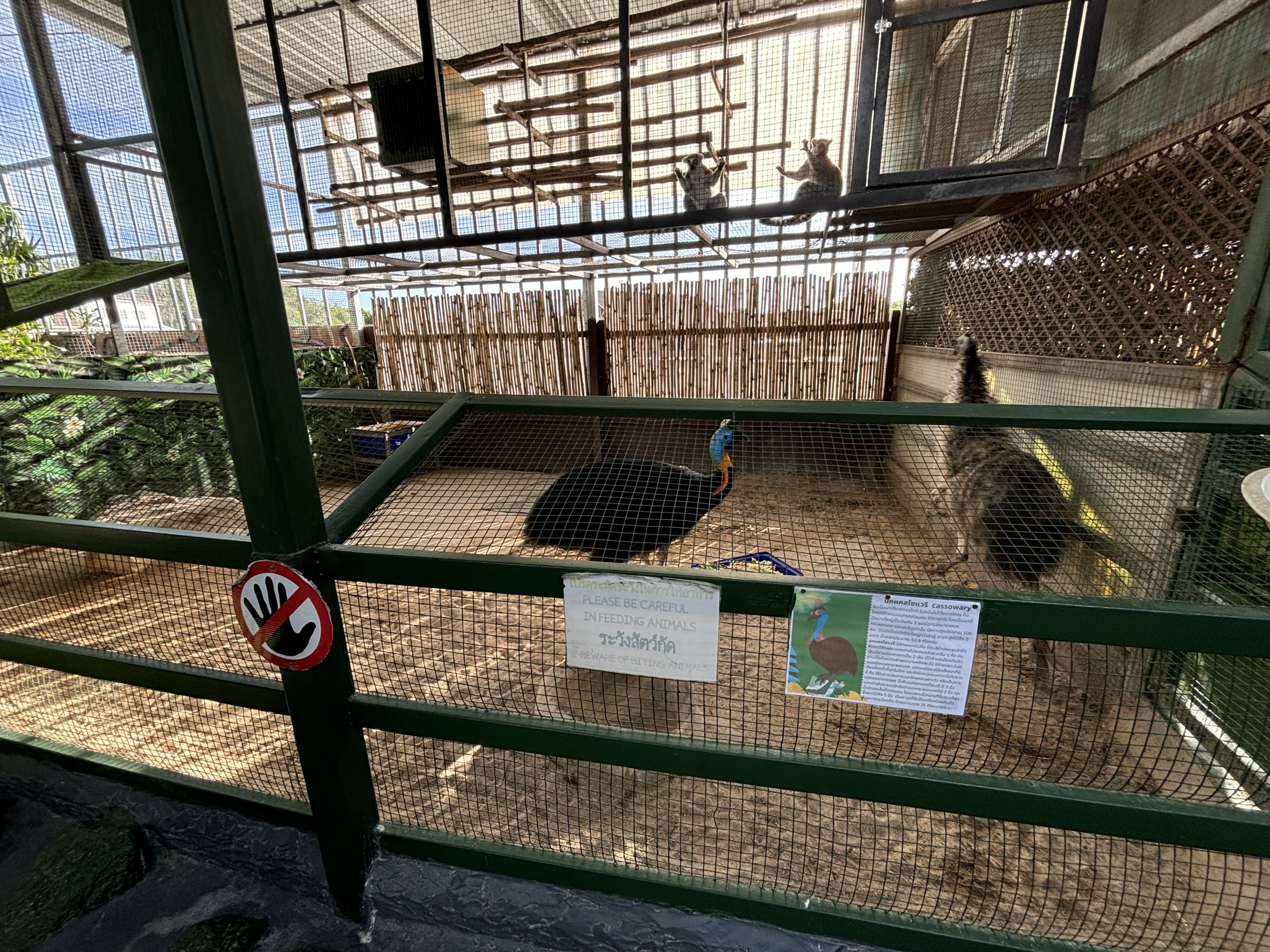 Northern Cassowary attacking an Emu