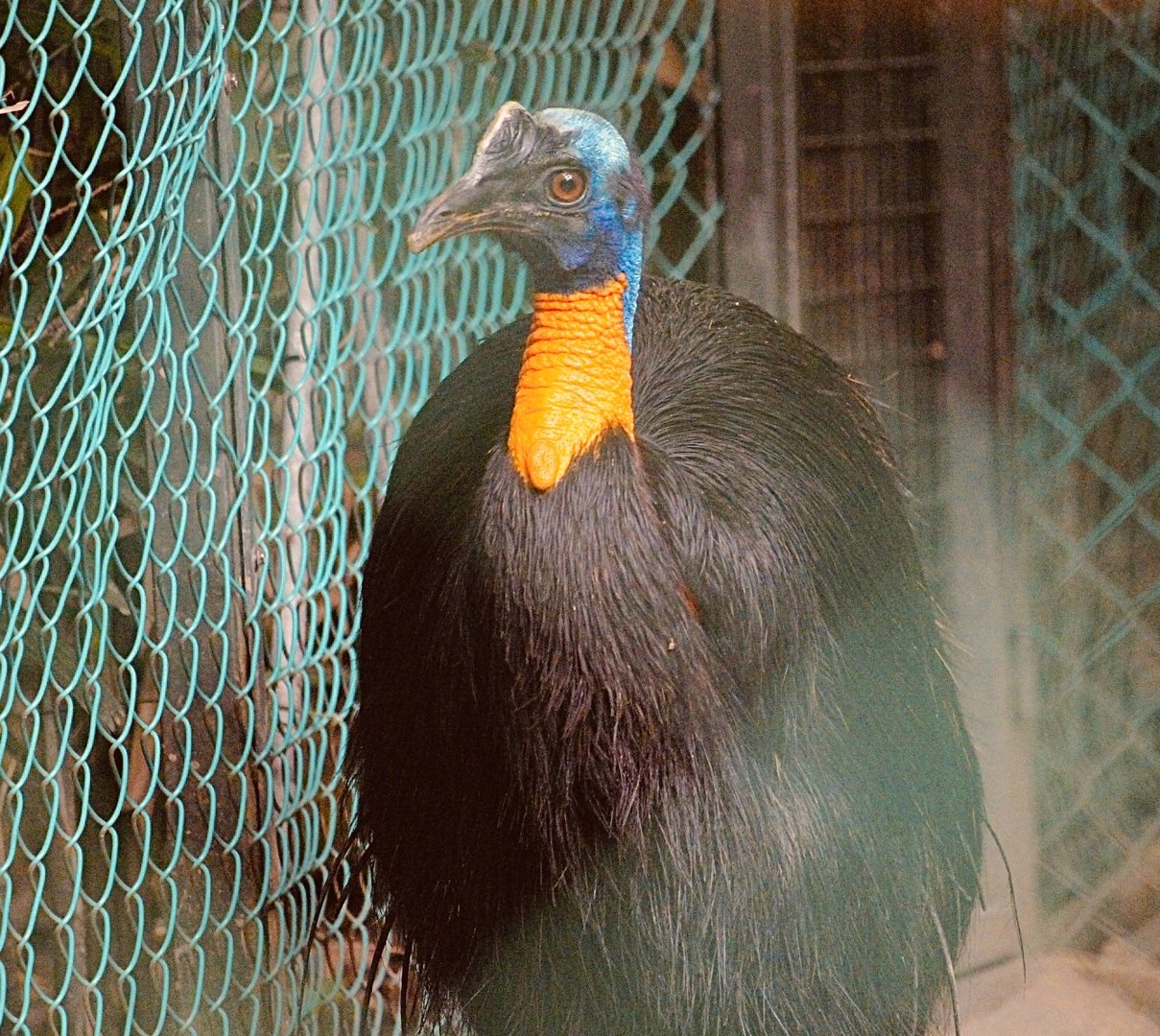 Northern Cassowary (Casuarius unappendiculatus) , Female