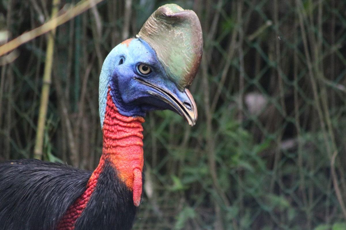 Northern Cassowary (Casuarius unappendiculatus rufotinctus)