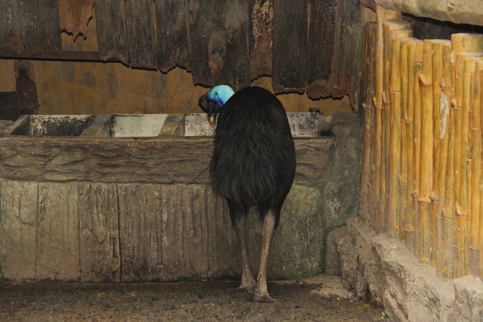 northern cassowary (Casuarius unappendiculatus)