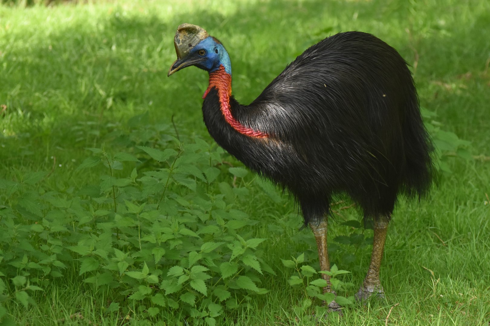 Northern Cassowary Casuarius unappendiculatus