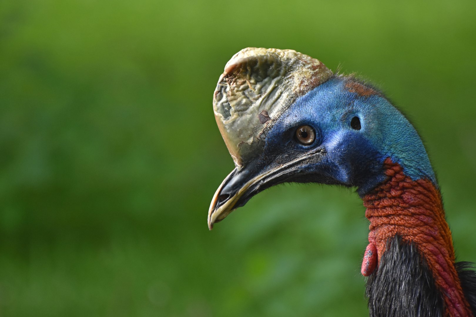 Northern Cassowary Casuarius unappendiculatus