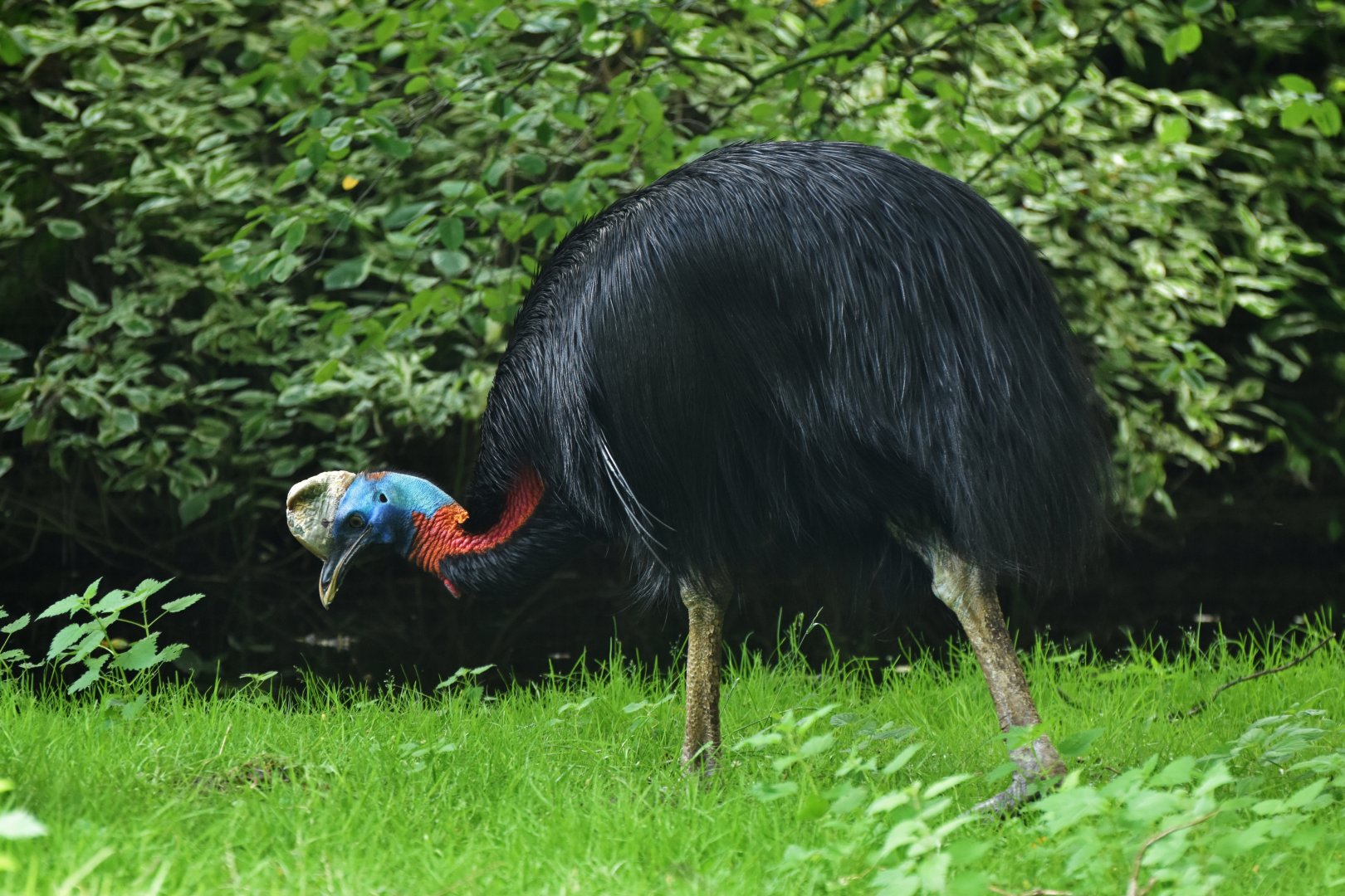 Northern Cassowary Casuarius unappendiculatus