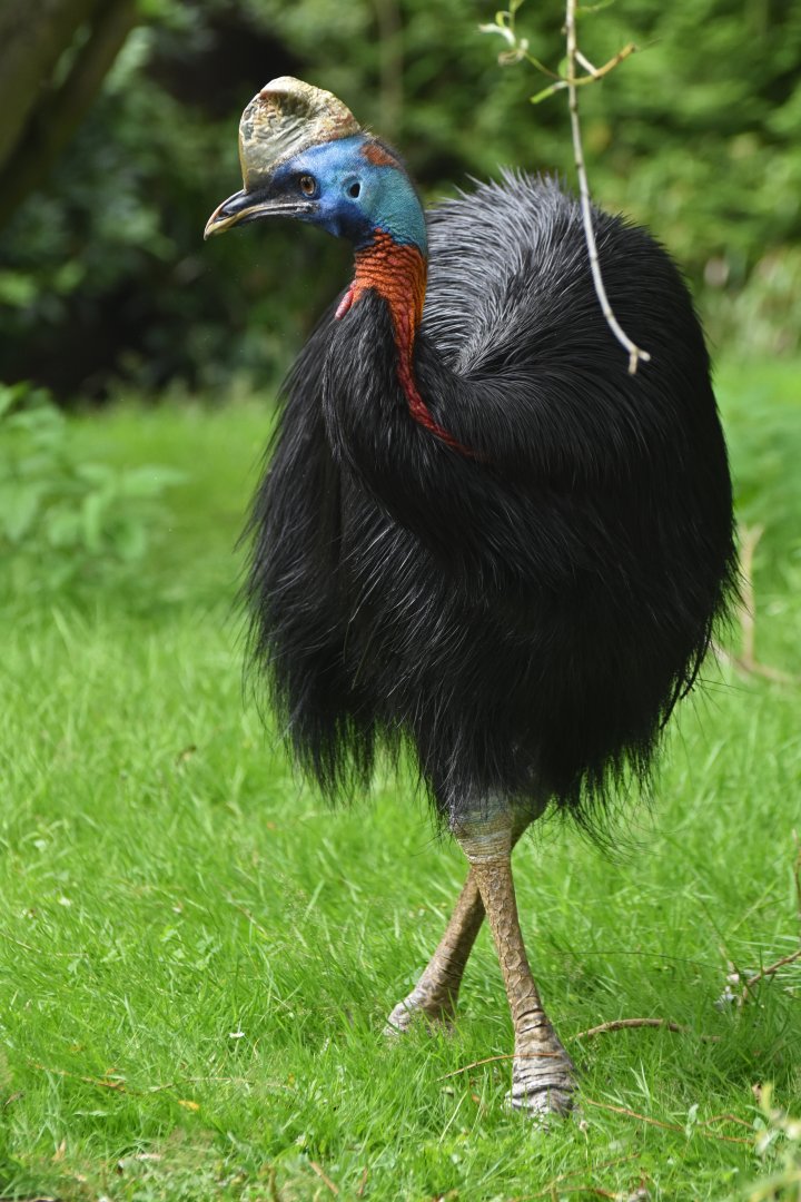 Northern Cassowary Casuarius unappendiculatus