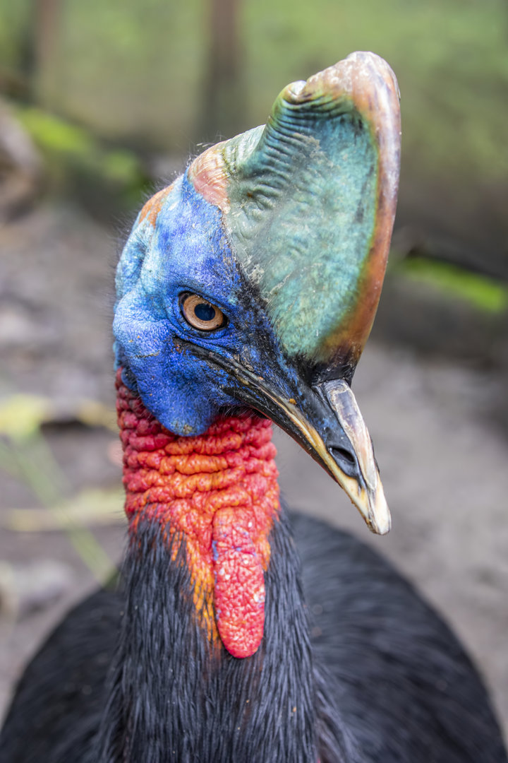 Northern cassowary (Casuarius unappendiculatus)