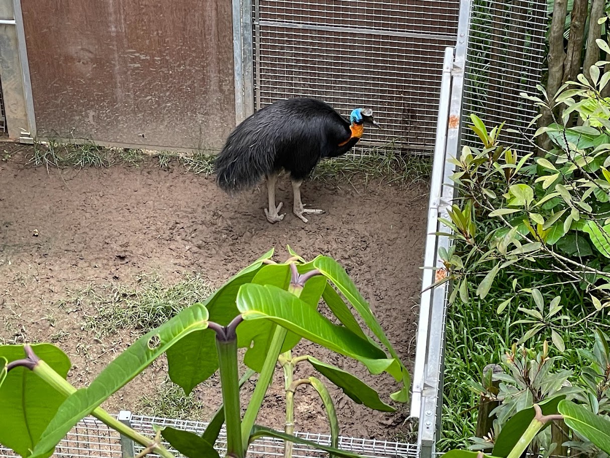 Northern Cassowary (Casuarius unappendiculatus)
