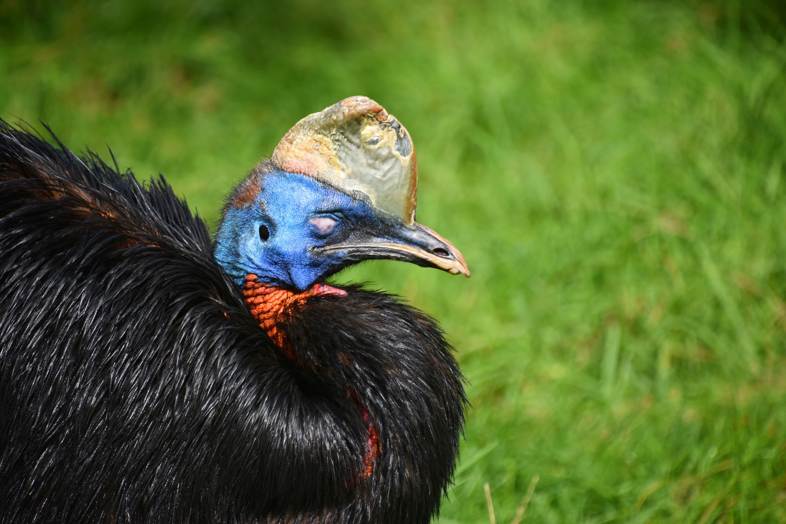 Northern cassowary, Casuarius unappendiculatus