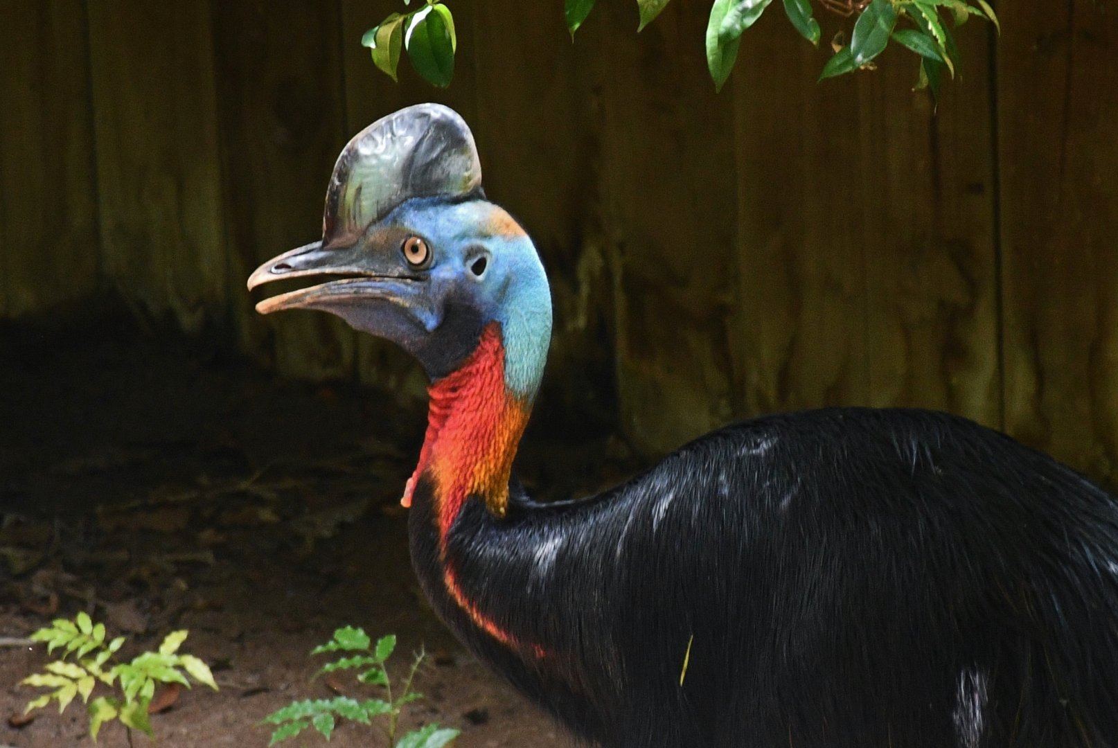 Northern Cassowary (Casuarius unappendiculatus)