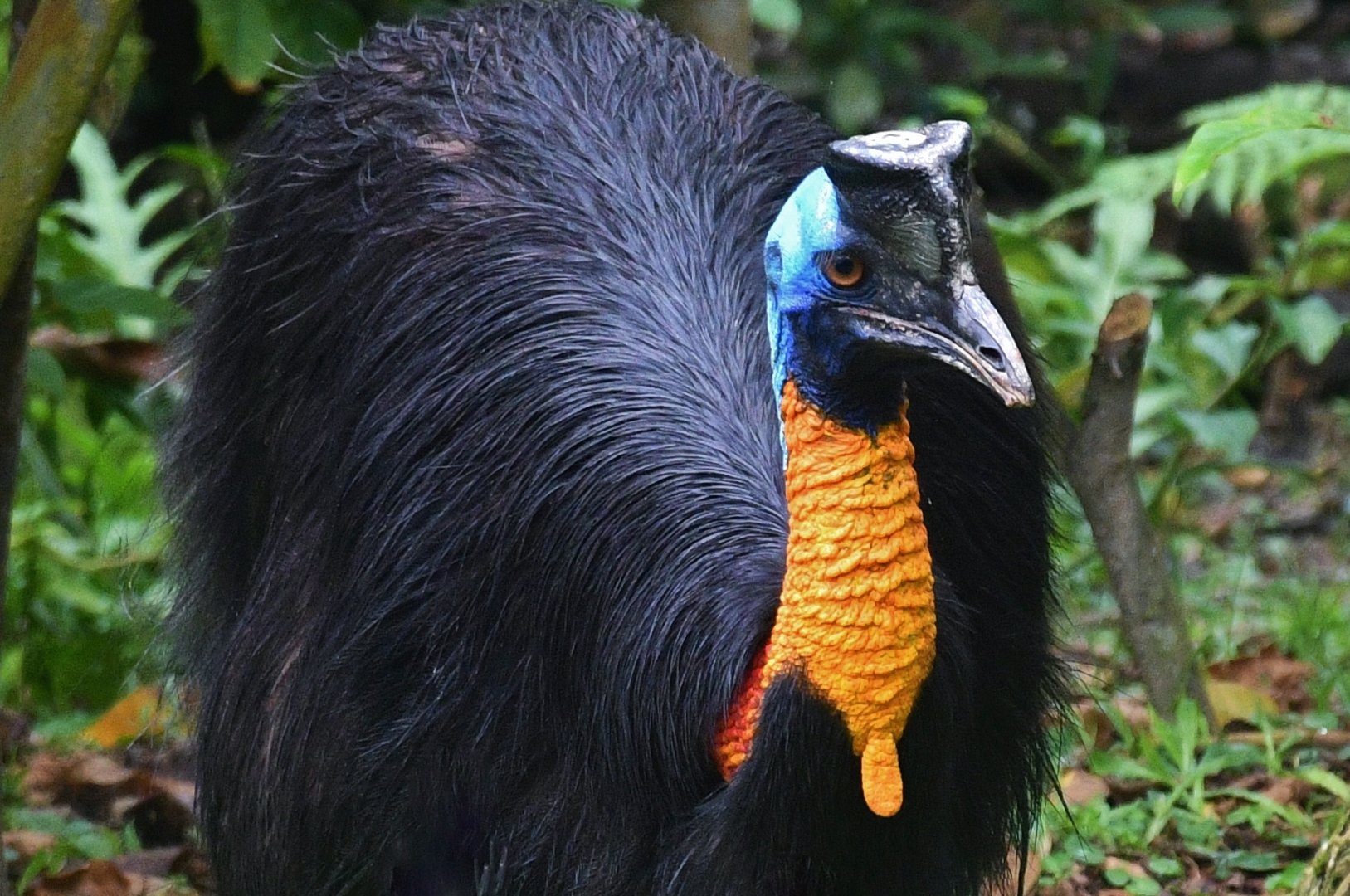 Northern Cassowary (Casuarius unappendiculatus)