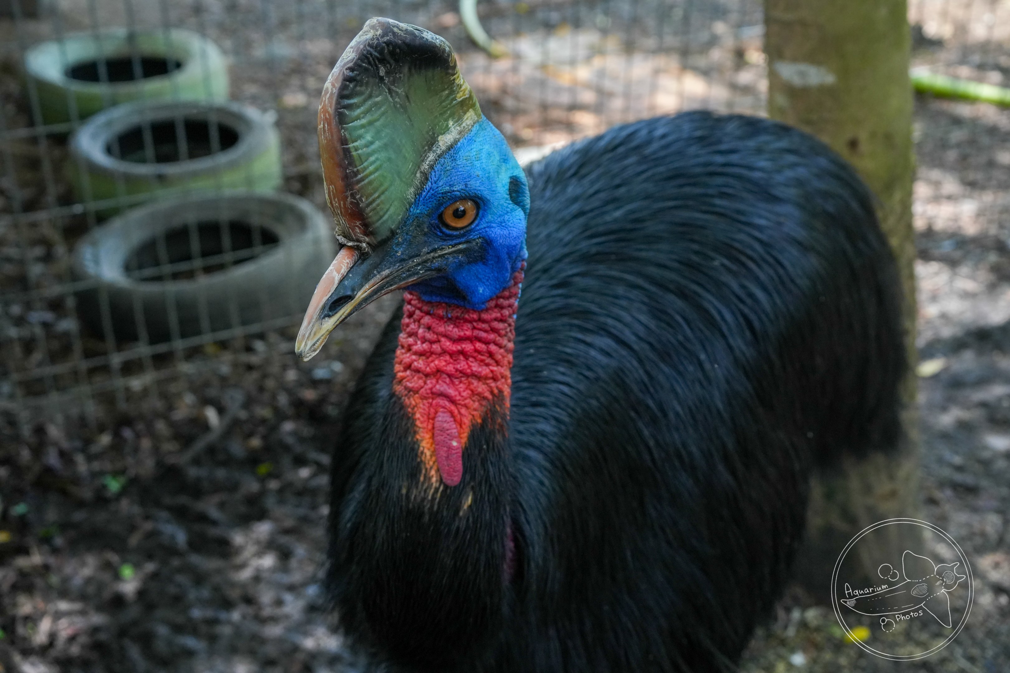 Northern cassowary (Casuarius unappendiculatus)