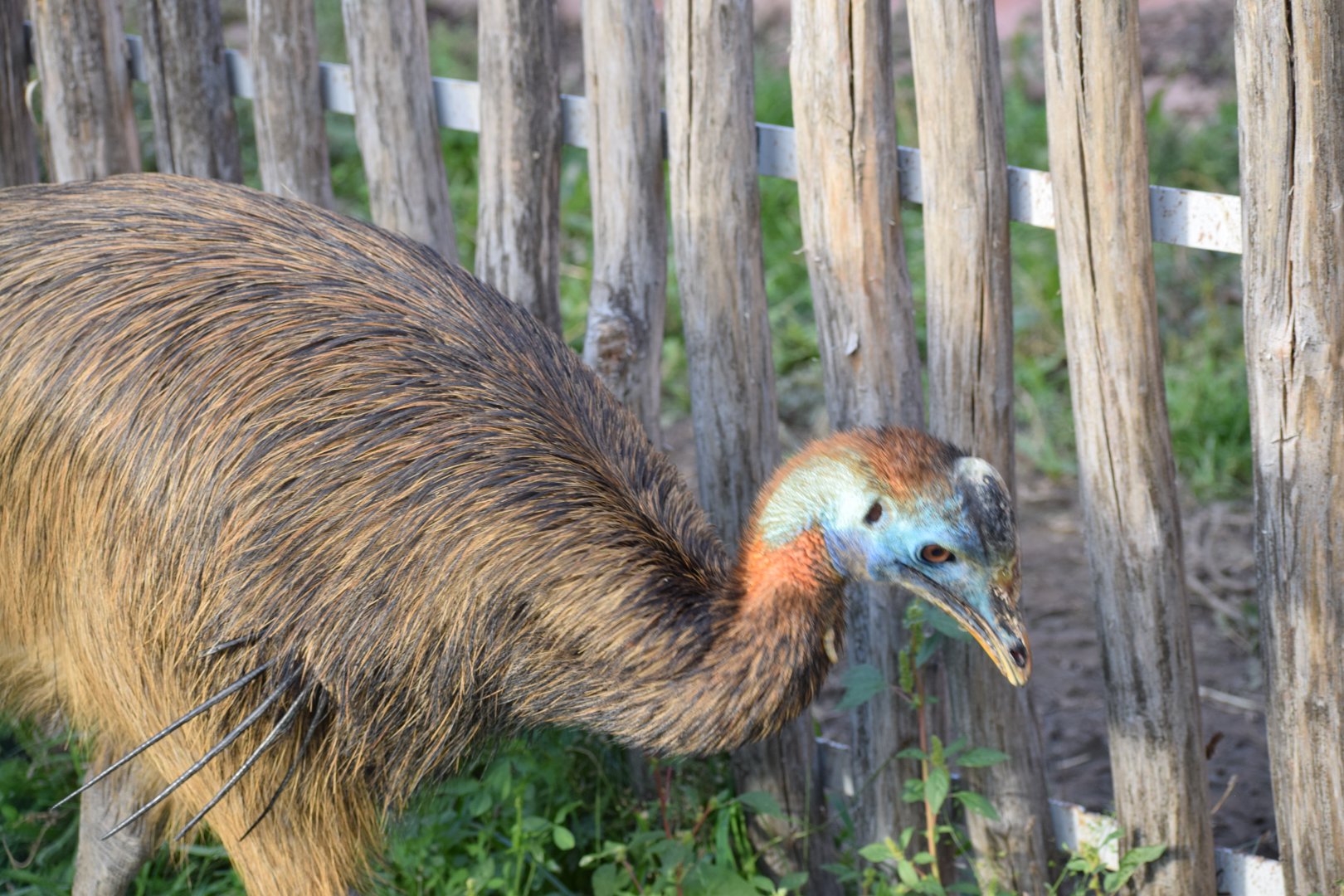 Northern cassowary - EkoPark Piešťany
