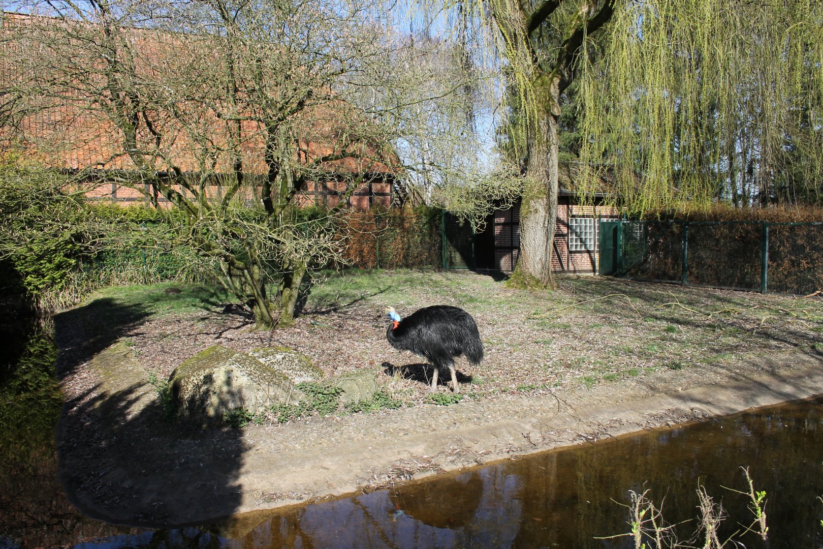 Northern cassowary enclosure (24/3-19)