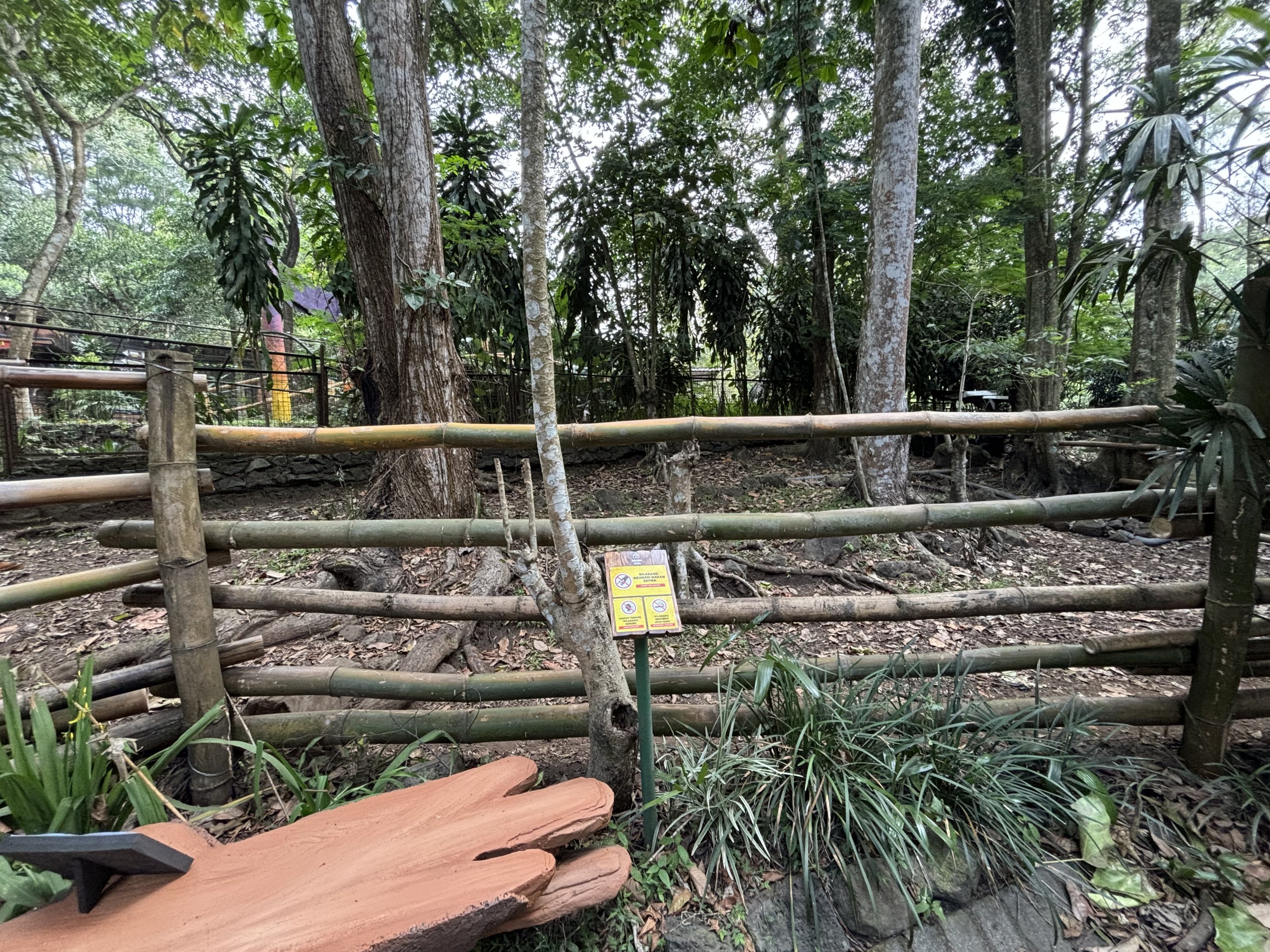 Northern Cassowary Exhibit - Bird Forest