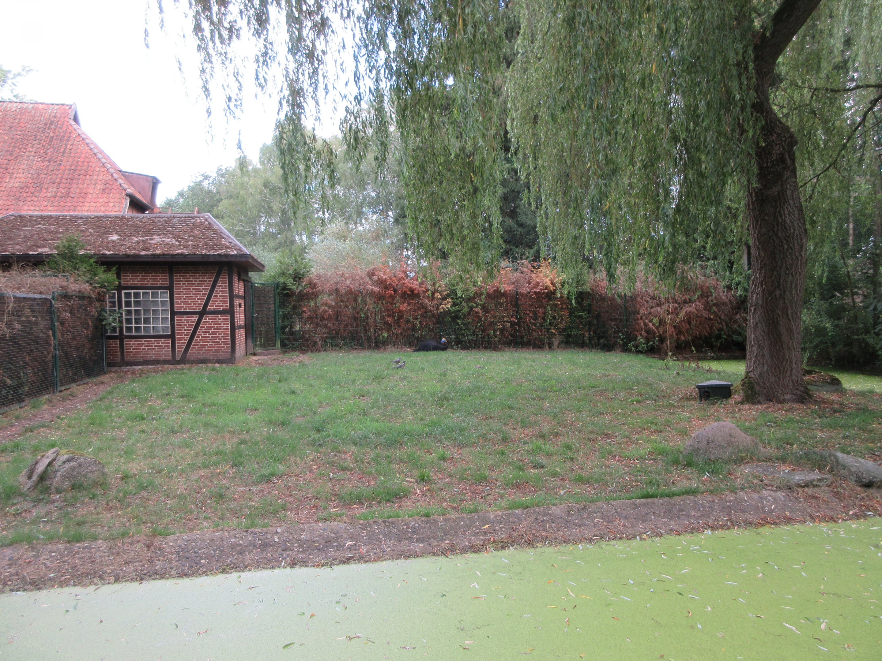 Northern Cassowary Exhibit