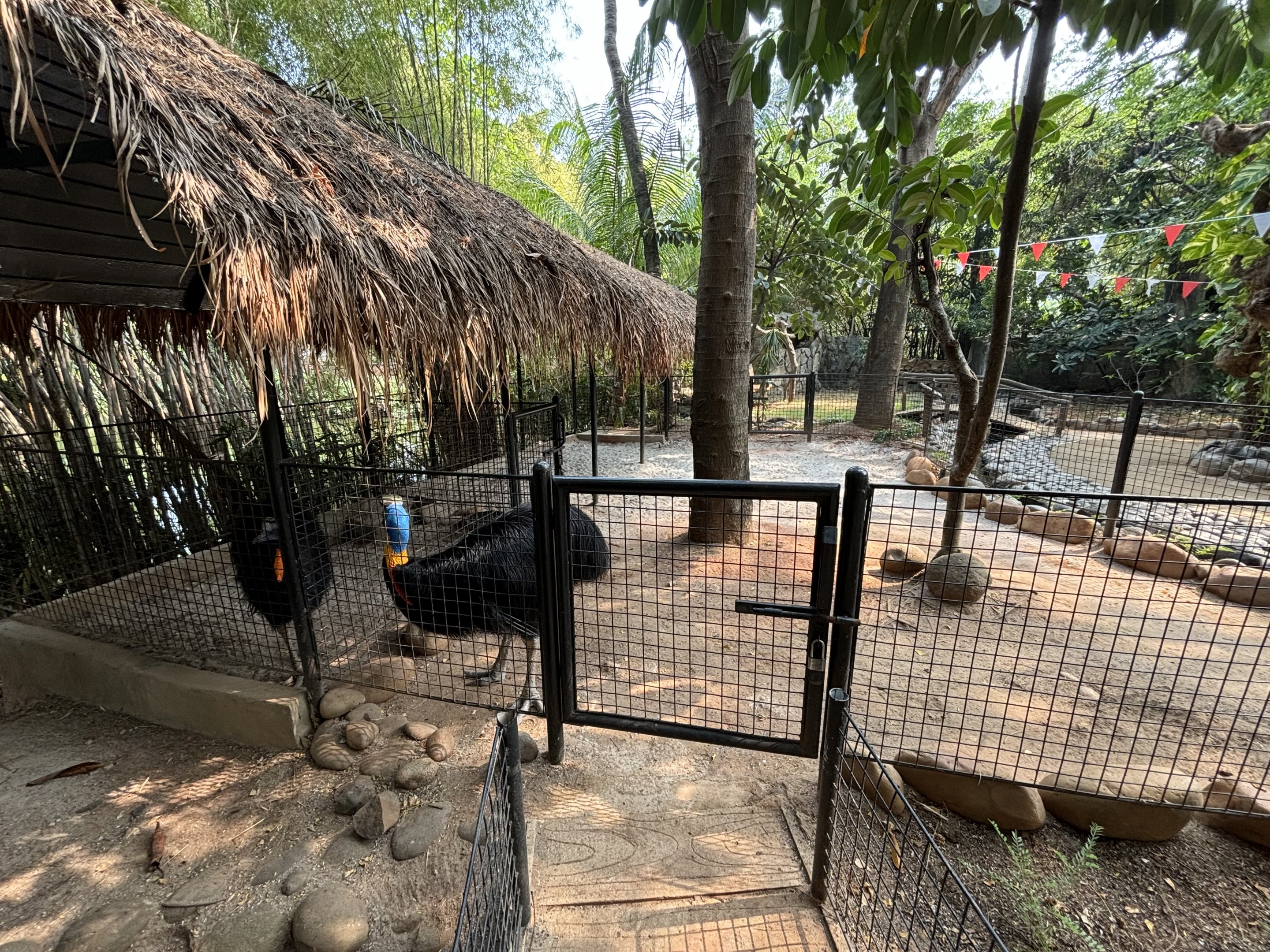 Northern Cassowary Exhibit