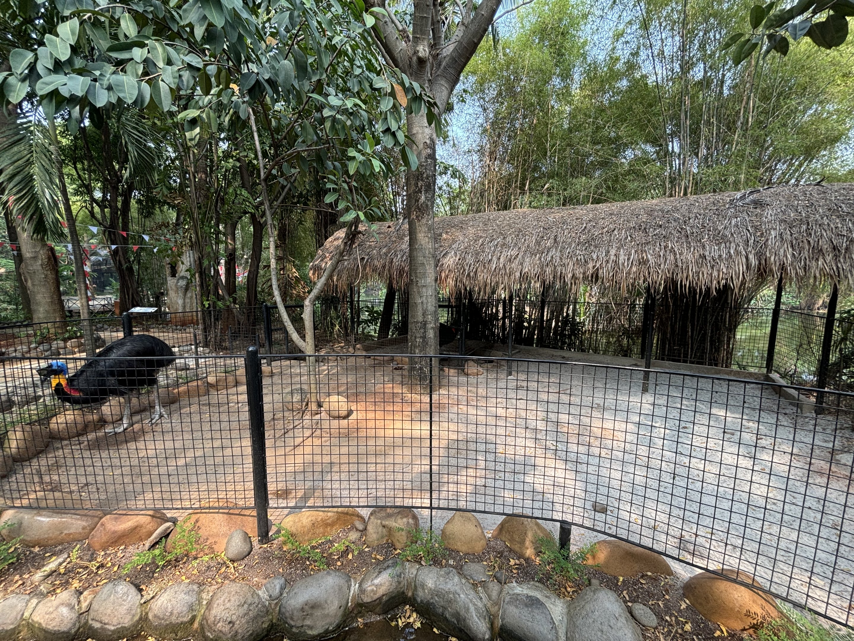 Northern Cassowary Exhibit