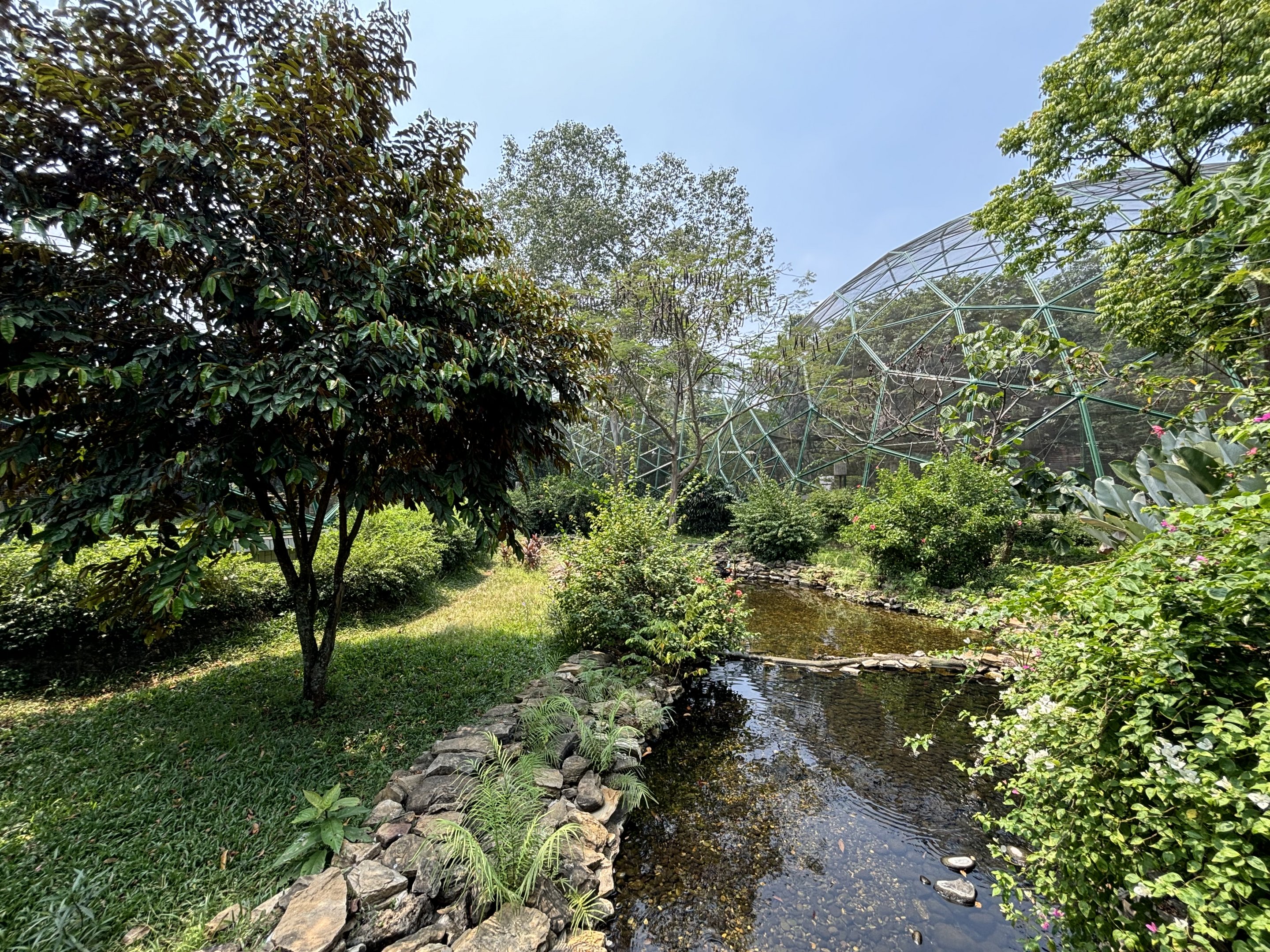Northern Cassowary Exhibit