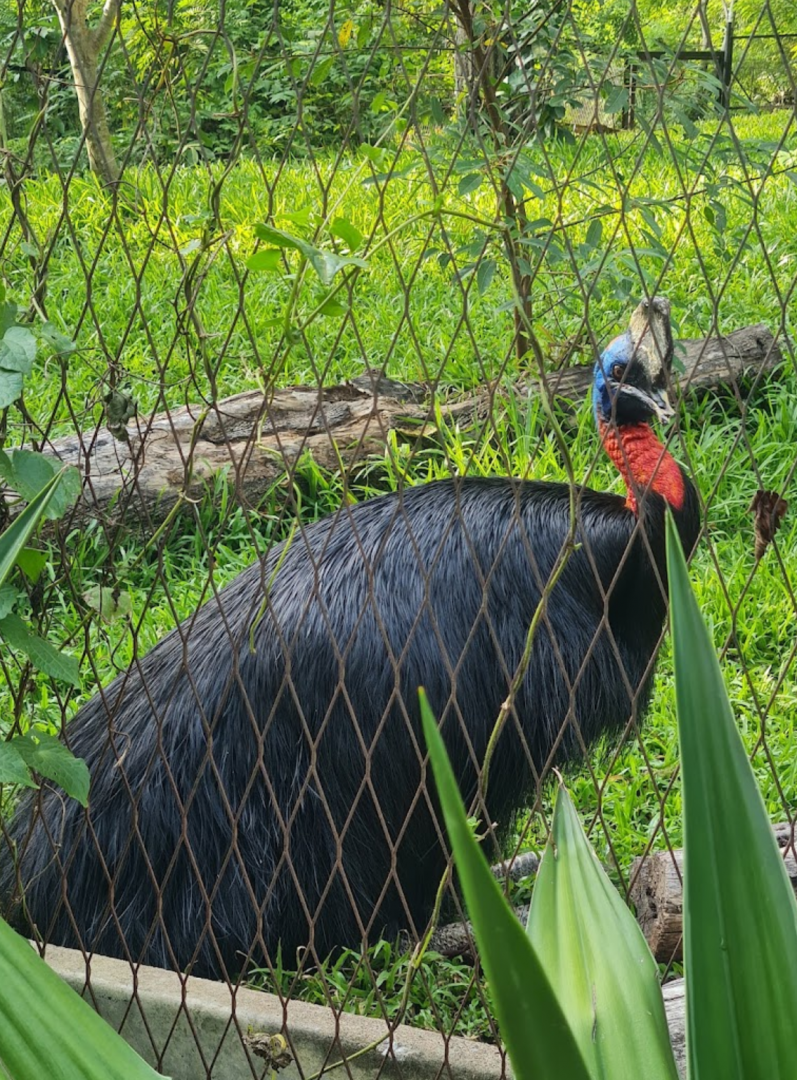 Northern cassowary (offshow)