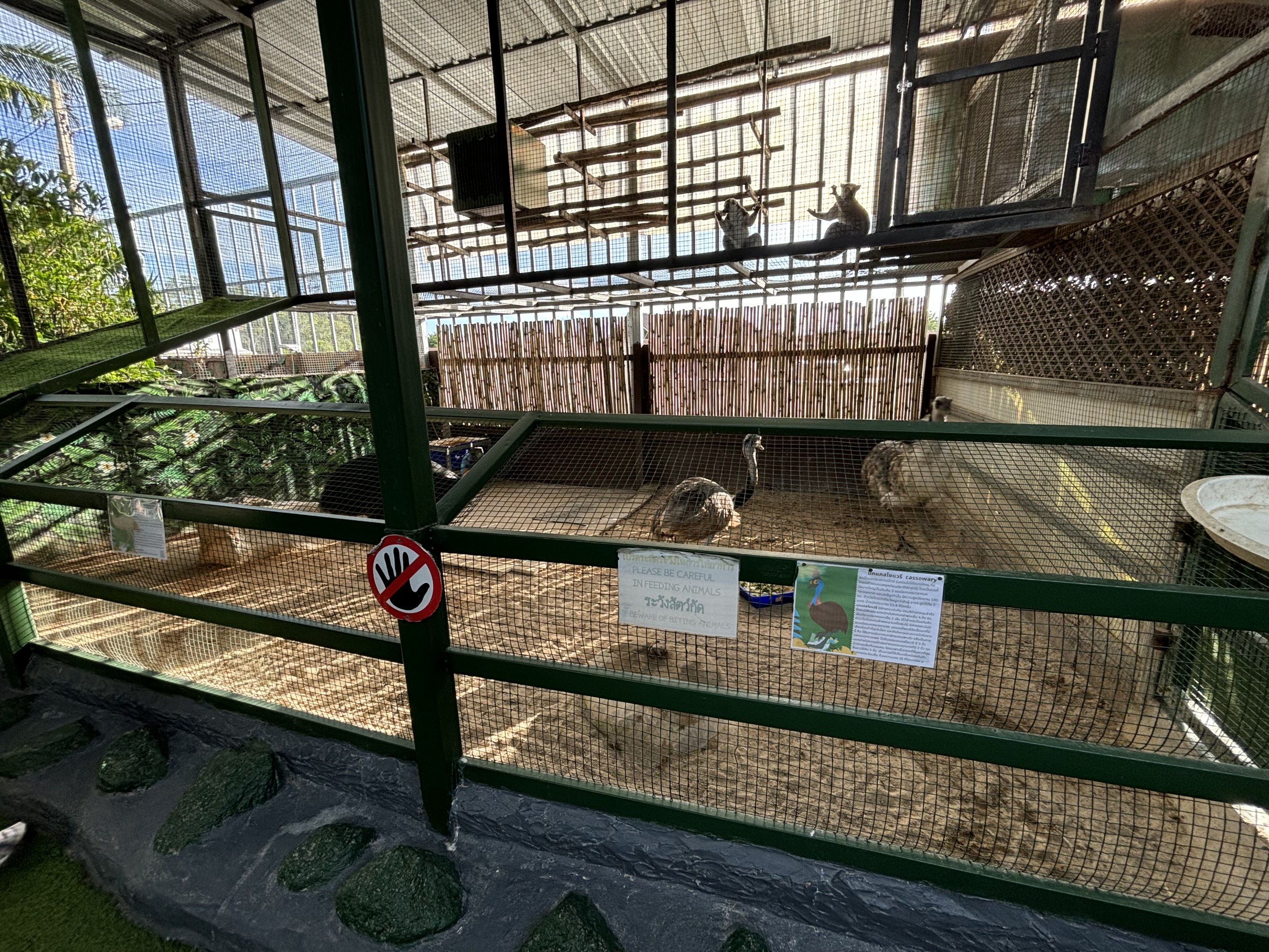 Northern Cassowary/Rhea/Emu Exhibit