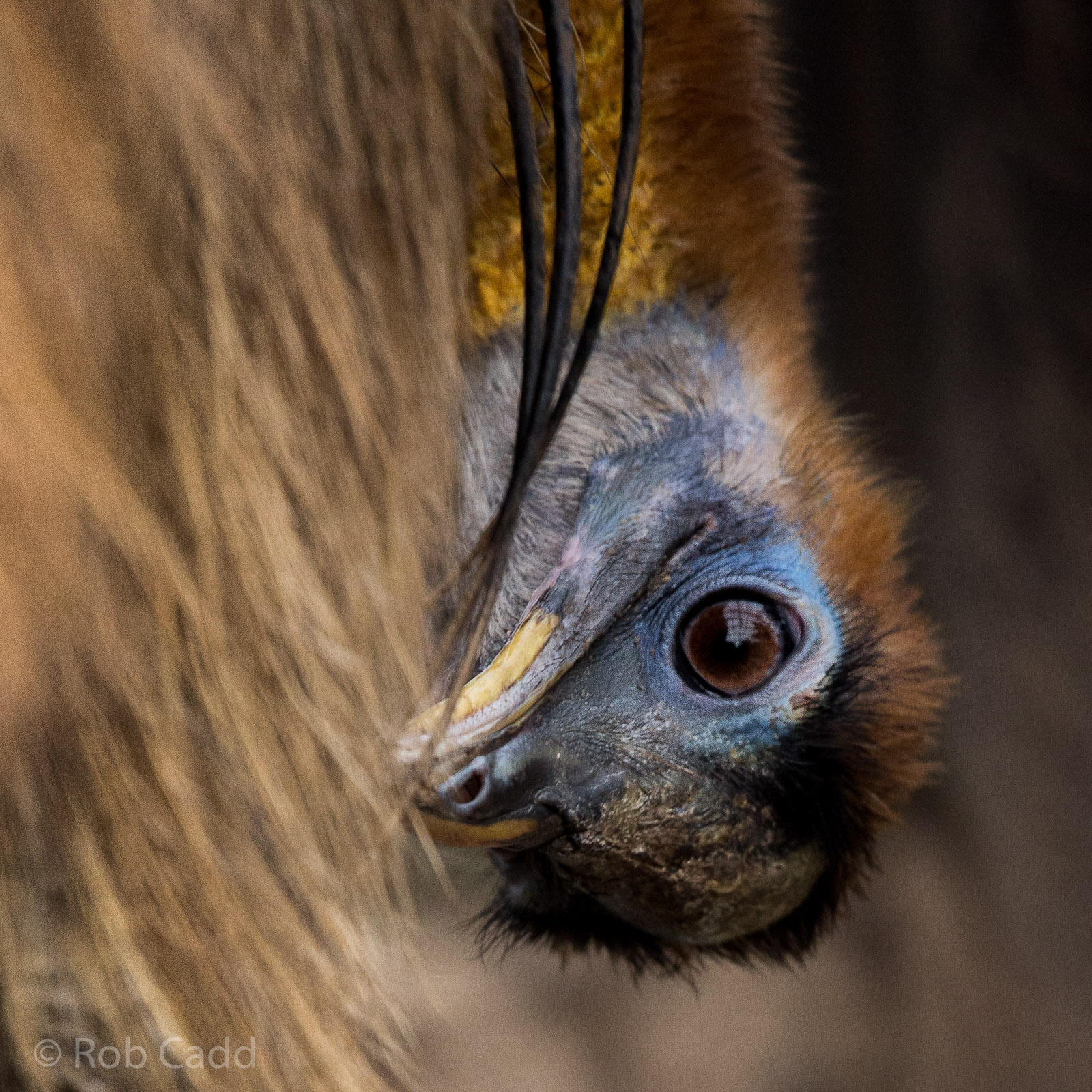 Northern cassowary : RSCC : 12 Oct 2014