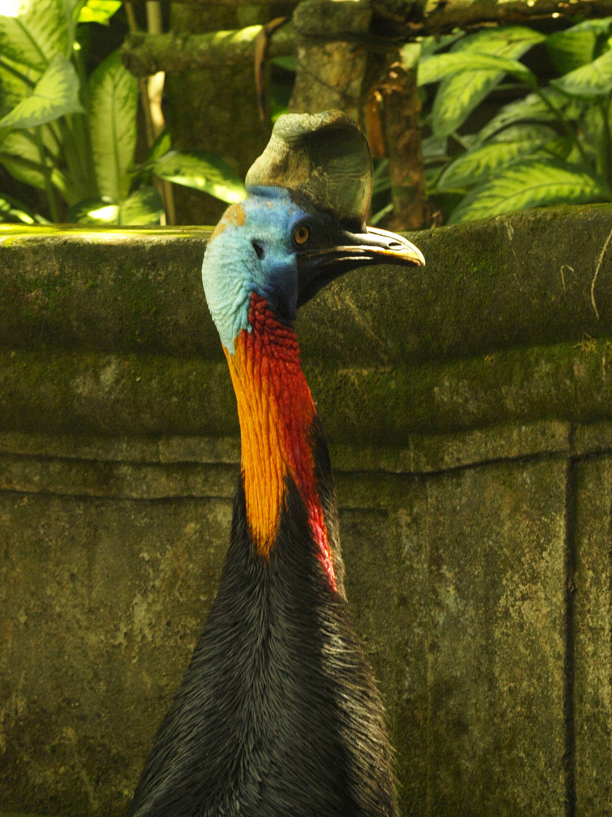 Northern cassowary