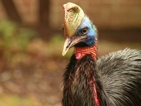 Northern Cassowary