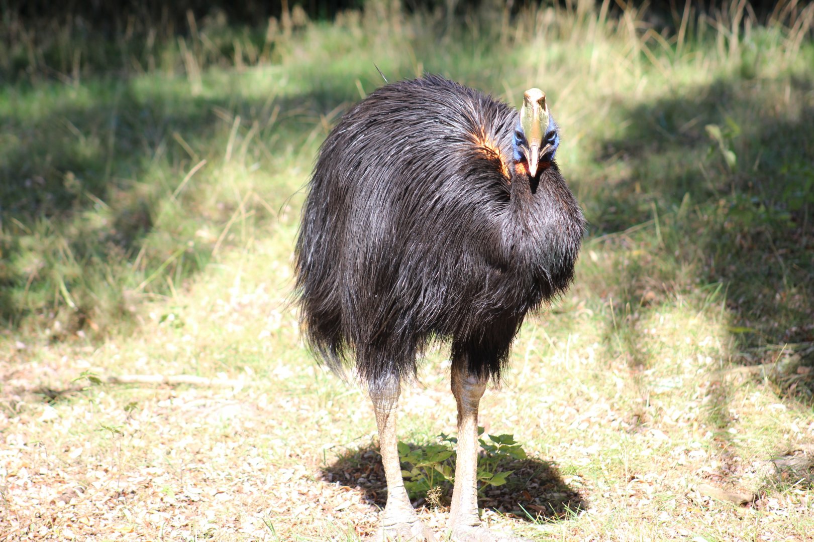 Northern Cassowary