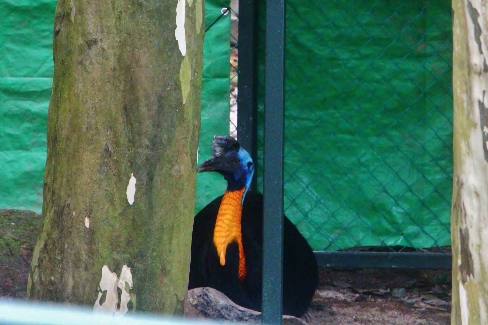 Northern Cassowary