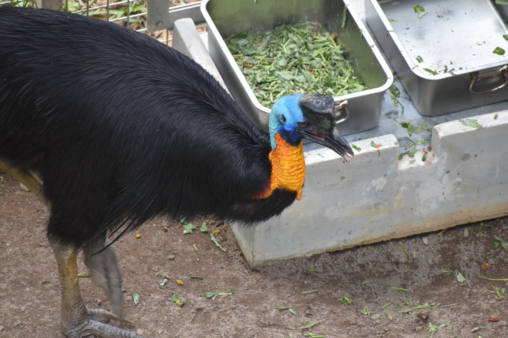 Northern Cassowary