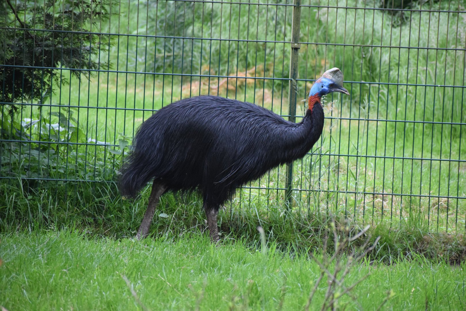 Northern cassowary