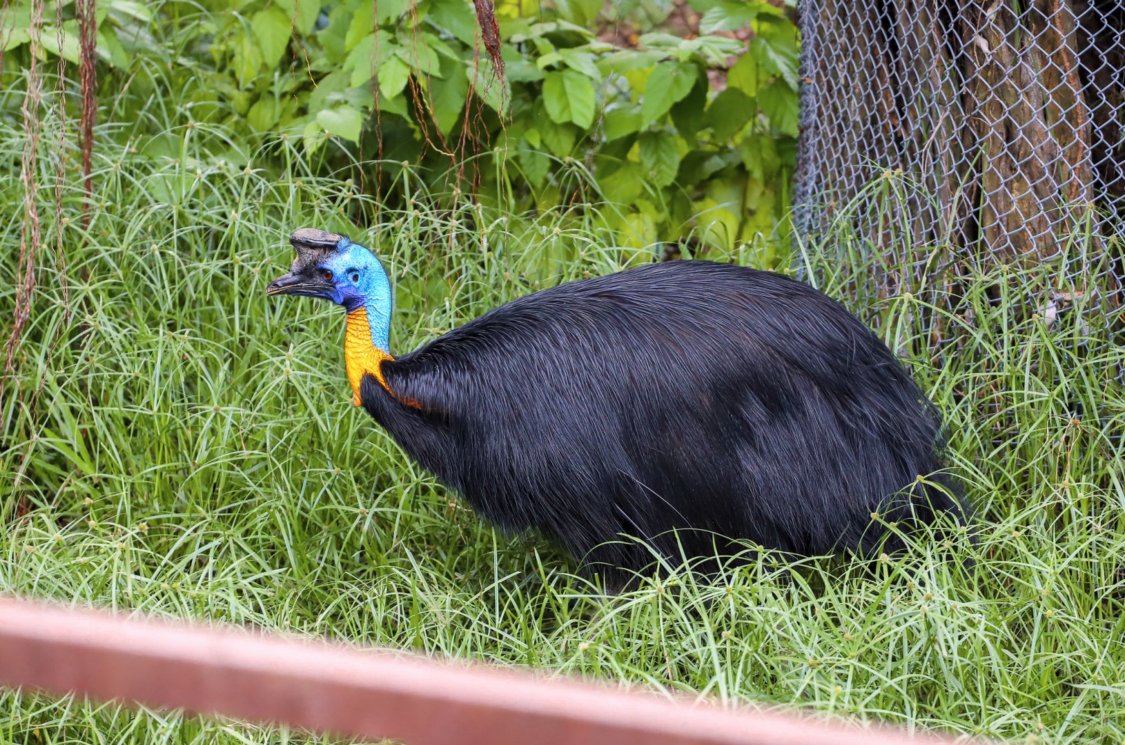 Northern cassowary