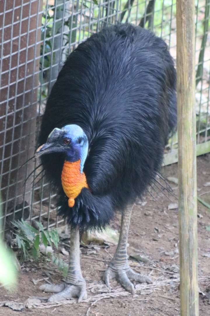 Northern Cassowary