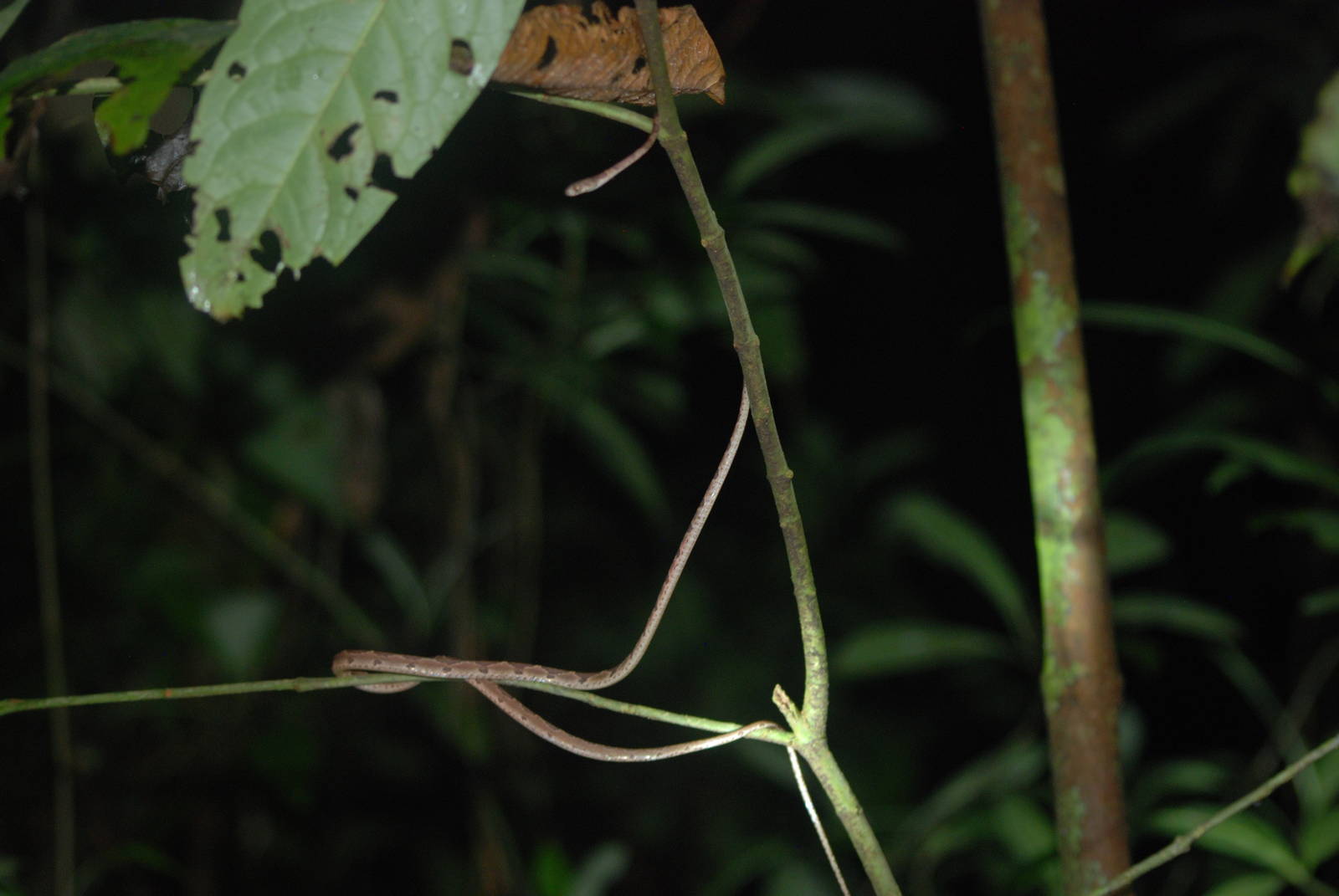 Northern Cat-eyed Snake in Tortuguero, 15/04/14