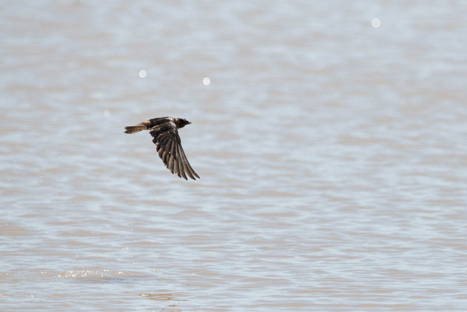 Northern Cave Swallow- (Petrochelidon fulva pallida)