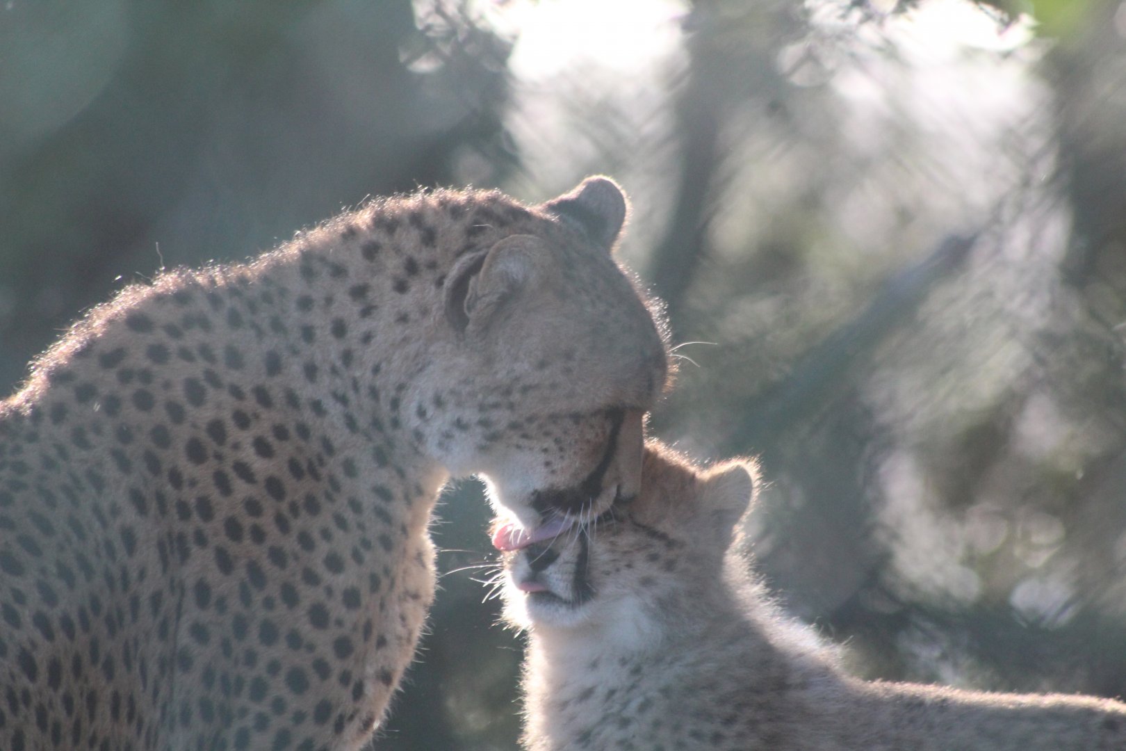 Northern Cheetah and cub