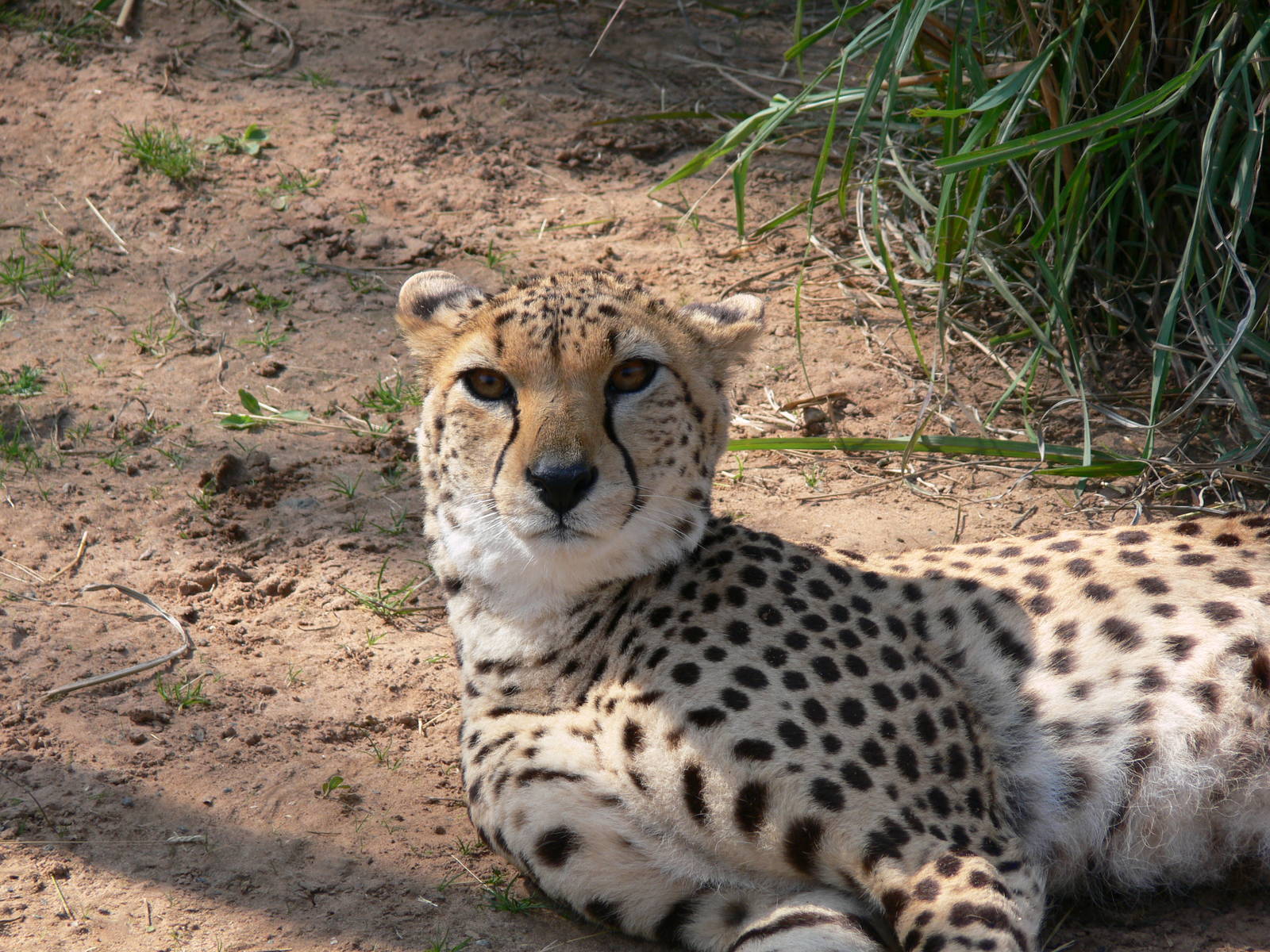Northern Cheetah at Chester Zoo, 06/07/13