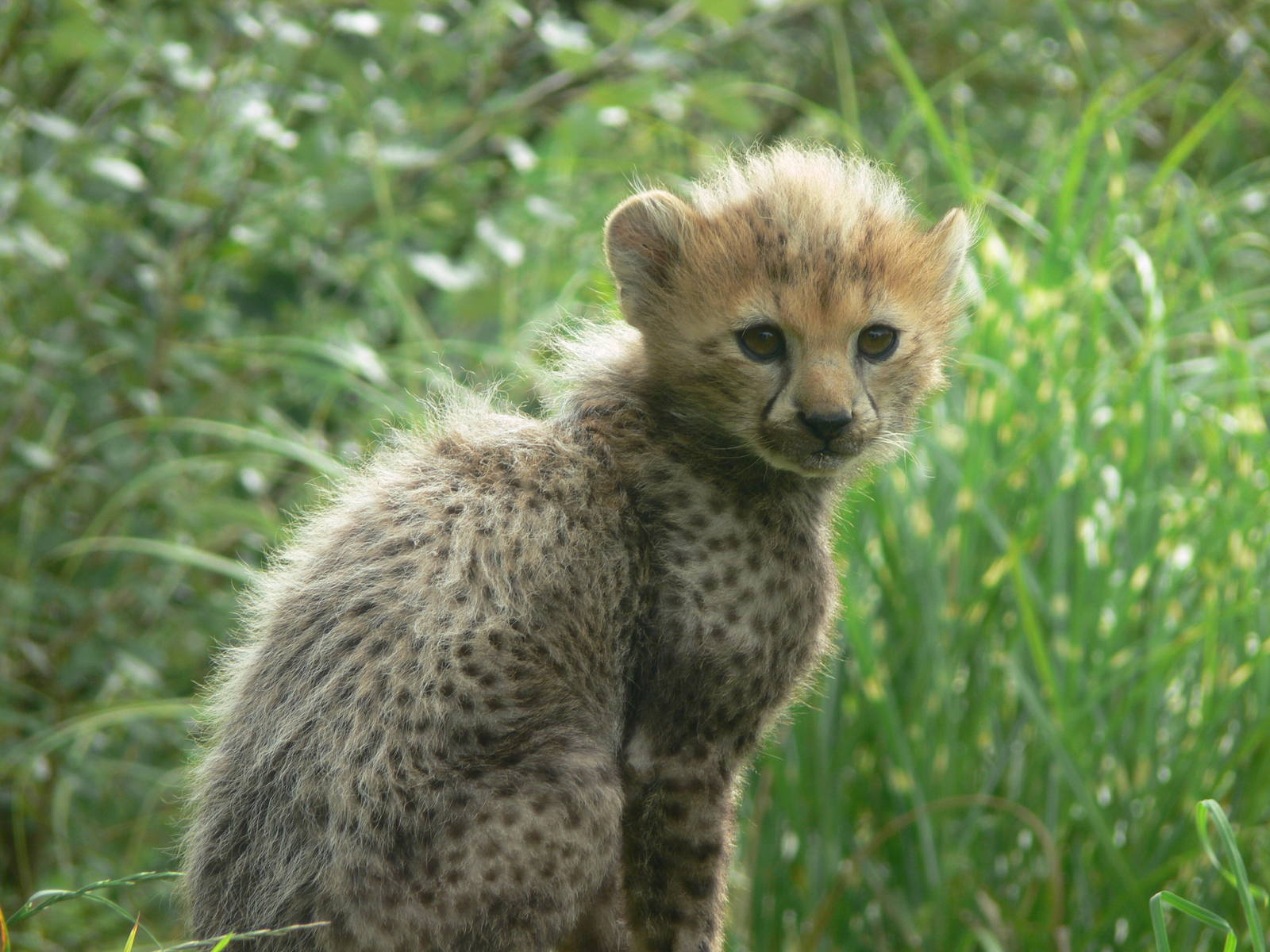Northern Cheetah at Chester Zoo, 28/08/13