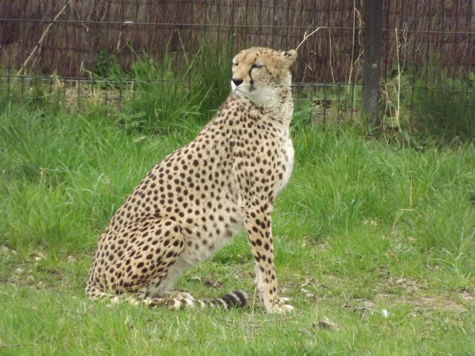 Northern Cheetah at Chester Zoo 31/03/12