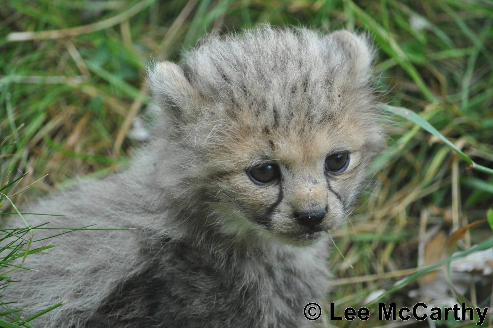 Northern Cheetah Cub 1st August 2011