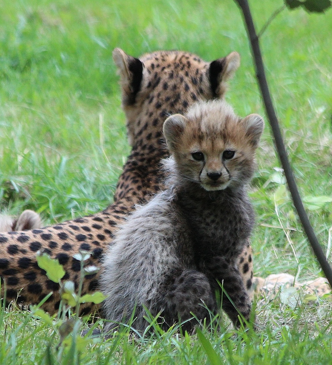Northern Cheetah cub