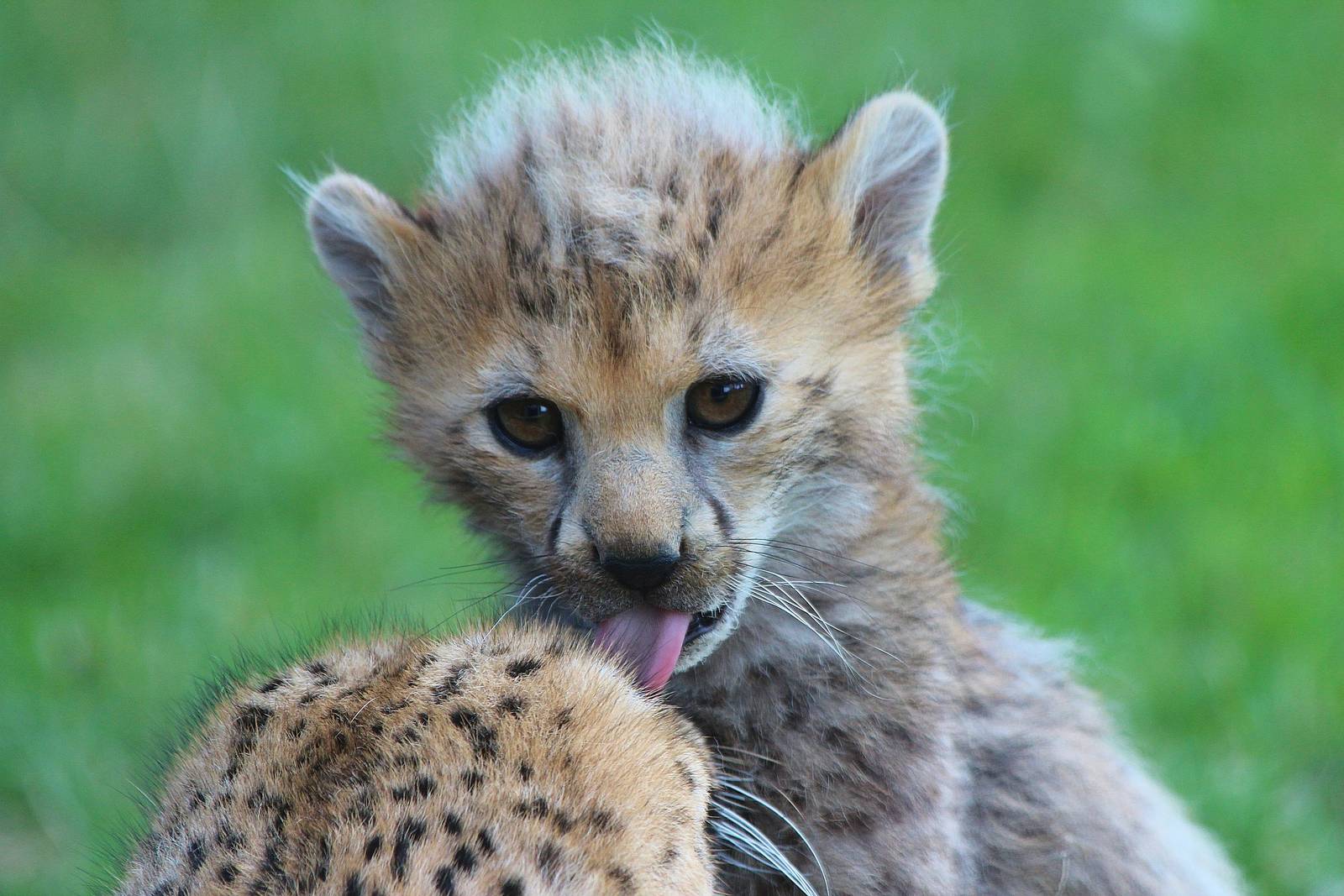Northern Cheetah cub