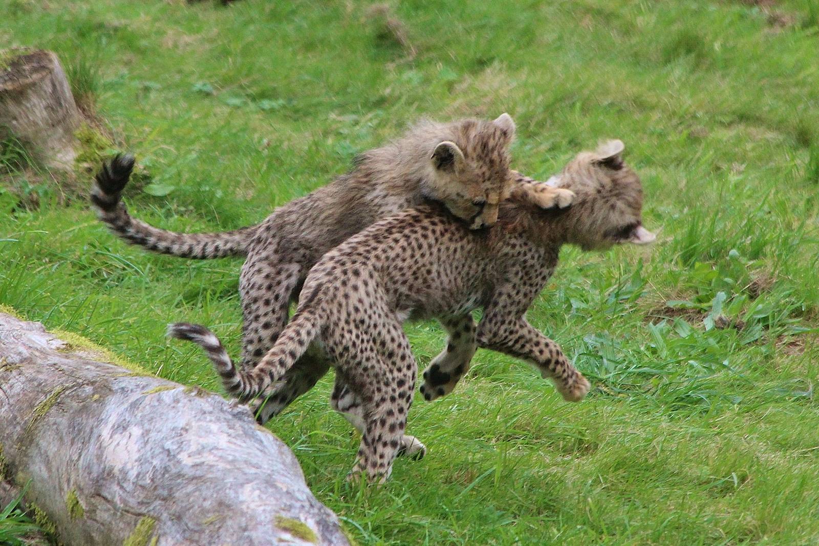 Northern Cheetah Cubs